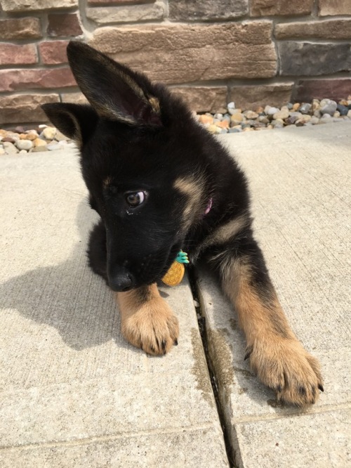 stark-thegermanshepherd:She is such a happy ball of fun.