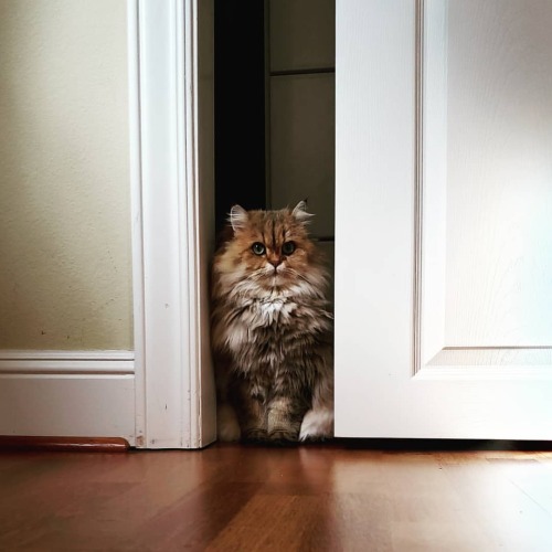 Sometimes, you’re in the doorway and you’re just not sure which way to go.#caturday #cat