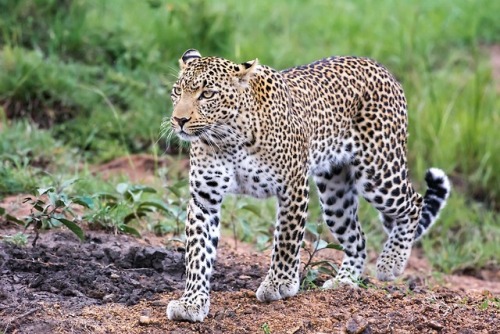 trexkamal: Leopard (Panthera pardus) Maasai Mara, Kenya.