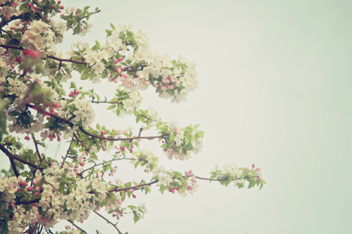 drrinkthewildair: In the Time of the Blossoms by ashleyDcrouse Facebook | tumblr | Shop | deviantART