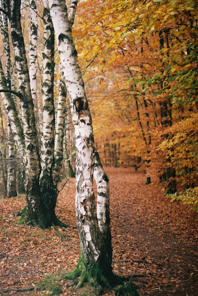 brutalgeneration:   (by Amselchen) 