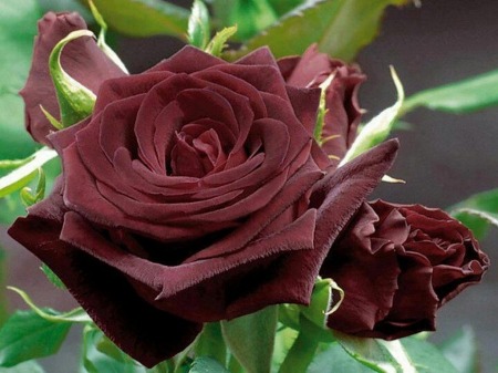 thingsfromthedirt: dark roses