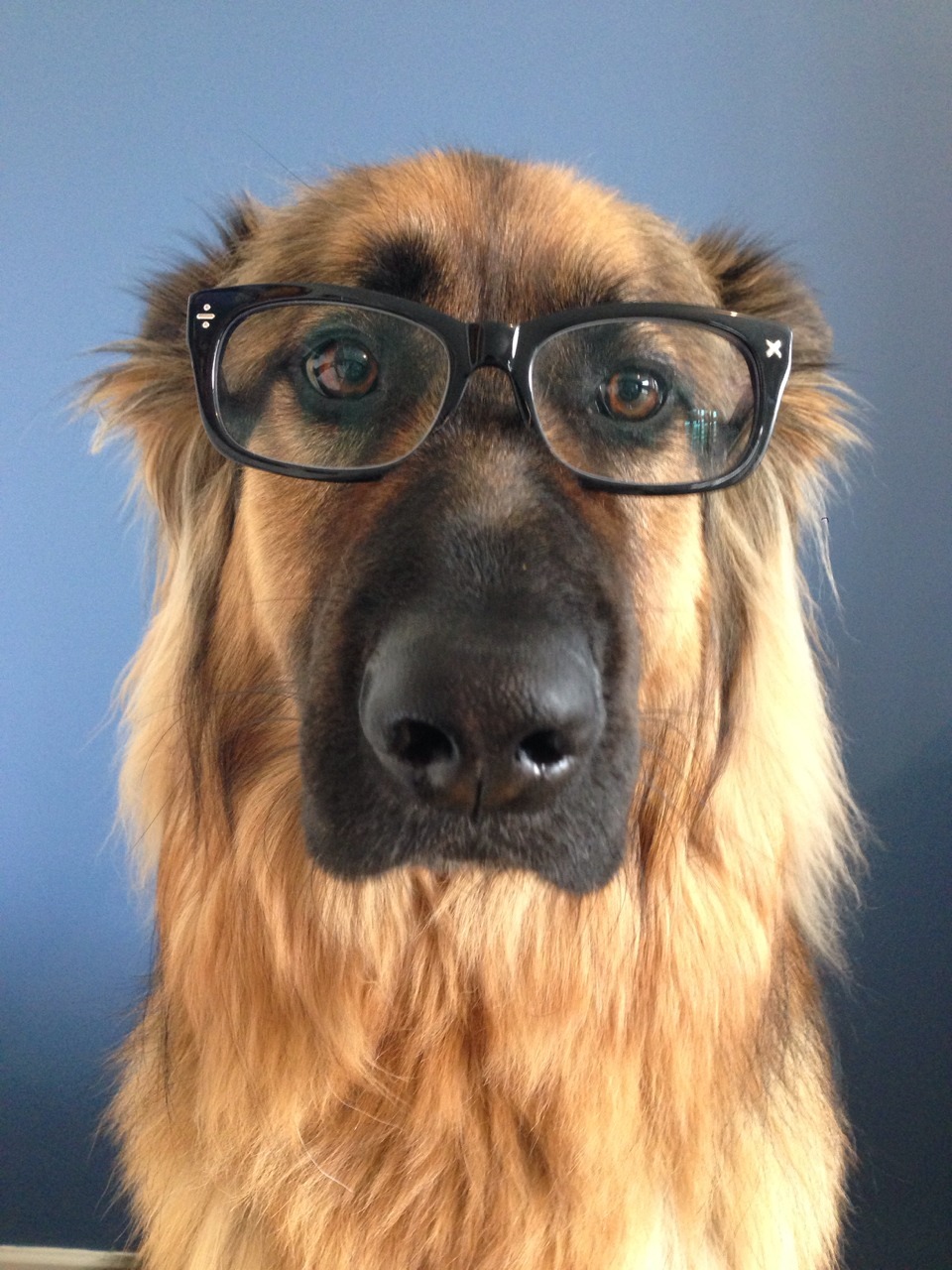 zecatspyjamas:  Studious bear; to help me cope with exams I took a bunch of photos