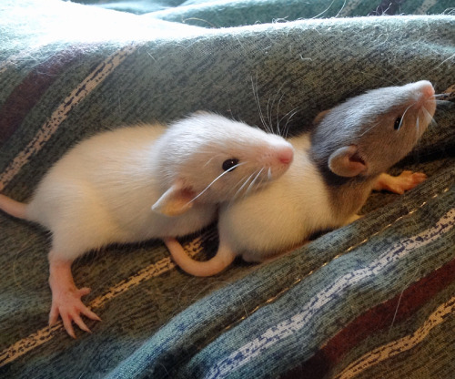 ratties