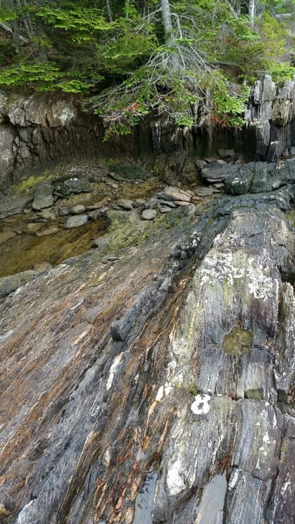 just-call-me-adventurous:Maine, USALook at the vertical foliation on those rocks - metamorphic rocks
