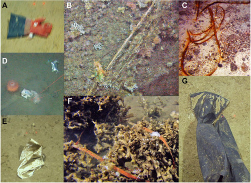 Examples of litter observed on the seafloor in the Nordic SeasA. rubber glove, B. gill net, C. trawl