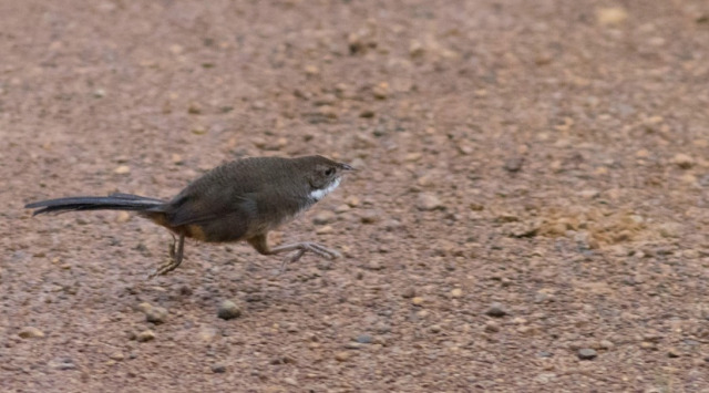todaysbird:todaysbird:shoutout to the noisy scrub-bird for having absolutely no pictures where they don’t look like complete demons 
