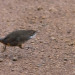 todaysbird:todaysbird:shoutout to the noisy scrub-bird for having absolutely no pictures where they don’t look like complete demons 