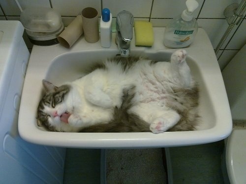 ghostykitten:jet-foam:ydrill:The amazing attraction of the sink.RACCOONFun fact!!! I’ve learned that