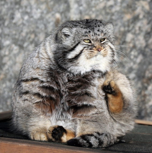 mostlytoebeans:mostlycatsmostly:More Pallas Cat (via mbibi)love me some SCREAMING RECTANGLE