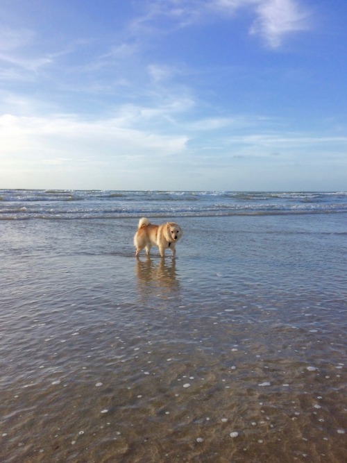 blueboyluca: Little selkie.