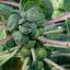 allhailthebrusselssprout