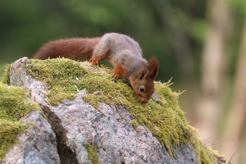 Red squirrel/ekorre.