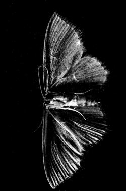 the shutter moth
