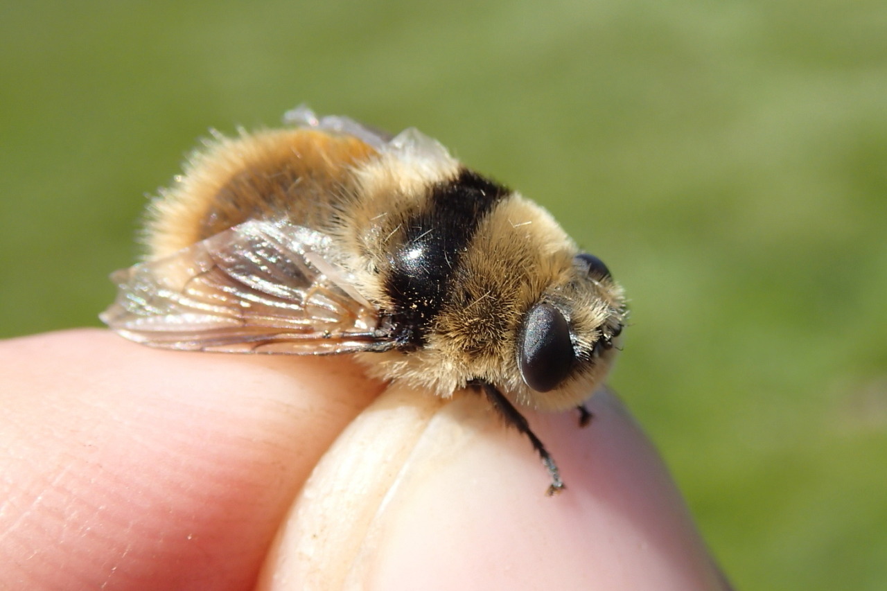 Deer nose bot fly, insect