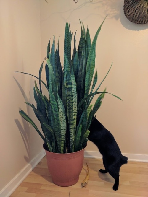 alatar-and-pallando:My friend is moving and gave me his gorgeous five-foot-tall sanseveria (also kno