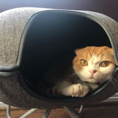 rollotomasicat: New year, new bed #ねこ#고양이 #gato #gatito #cat #scottishfold #hepperpod @hepperhome