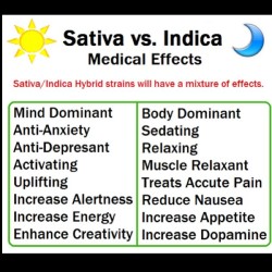 hawaiianholysmokes:  Effects after tokin’  #SOVEREIGNRAILROAD.com #marijuana #marijuanaismedicine #cannabis #cannabiscommunity #cannabisculture #weeds #weedstagram #weedstagram420 #weedsociety #weedsmoke #weedspot #pakalolo #buds #pot #maryjane #kush