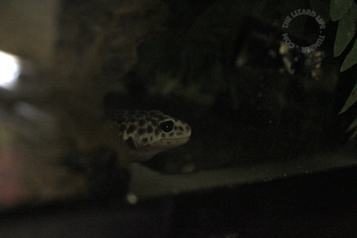 In the jungle, the mighty jungle, the gecko creeps toniiiiight