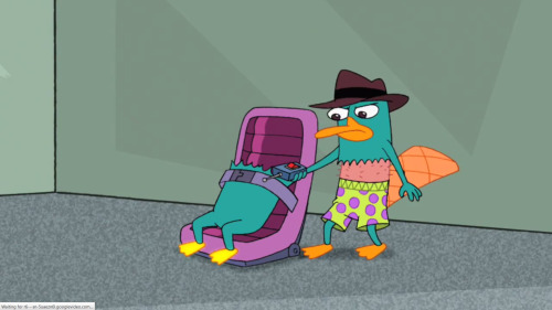 Perry the Platypus from Phineas and Ferb adult photos