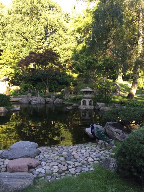 p-lutochild:  A peacock in Kyoto gardens