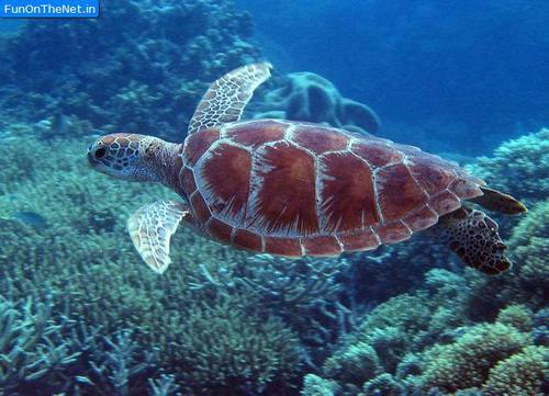 asurferdreams:  ocean adventures 