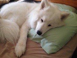 ellie-the-smiling-samoyed:  So I slept all day yesterday with this fluffy ball of perfection curled up next to me. I used her as a pillow since she stole both of mine. 