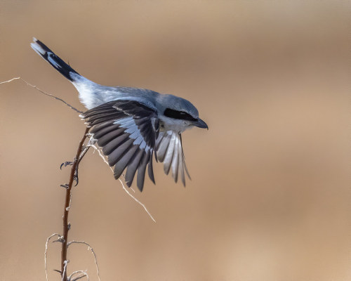 Loggerhead Shrike (Lanius ludovicianus) © Steven Siegel