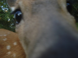 unhumanbeing:  i was taking a picture of this deer and it was startled by the click of the lens and really wanted to know more about it 