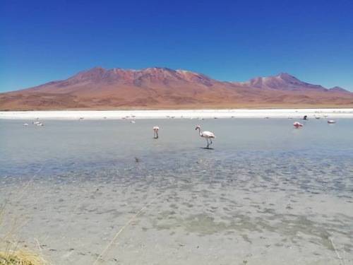 Un vistazo a la fauna que habita a más de 4000 m.s.n.m. #flamingoRosa #Bolivia #2018 #LatePost #LagunaHedionda #Nature #NaturalReserve
https://www.instagram.com/p/BuhQpQZhdQl/?utm_source=ig_tumblr_share&igshid=kvr1rzmy1is4