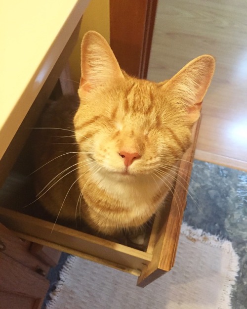 awwww-cute:  Looked down and saw Rey listening to me getting ready (Source: http://ift.tt/2tu3v5O)  💛