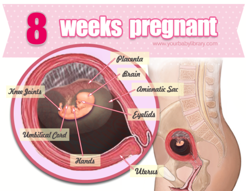 At 8 weeks, your baby is is about the size of a kidney bean.Quite possibly one of the most adorable 
