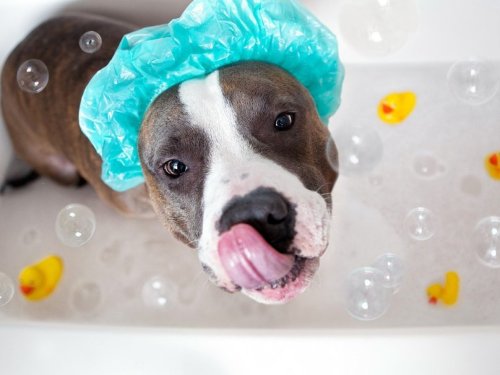 feliciasbitch:  beben-eleben:  Pets who love or hate their bath time  THIS IS MY FAVORITE POST. THERE ARE MANY LIKE IT BUT THIS IS MY FAVORITE. 