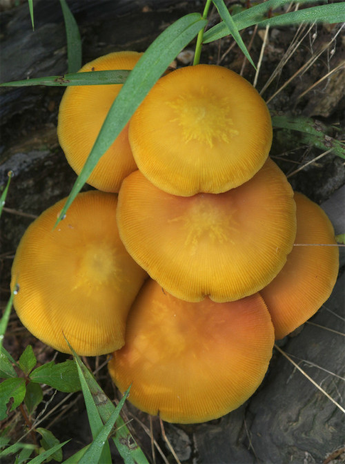 Pluteus leoninus from Kyoto, last summer &lt;3