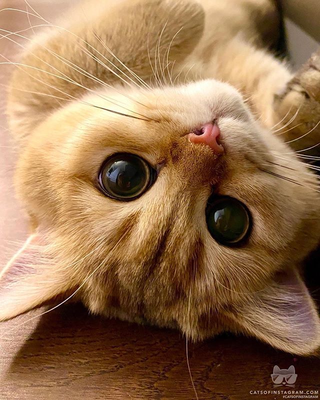 Cats of Instagram | Daily doses of original, cute, cat photos