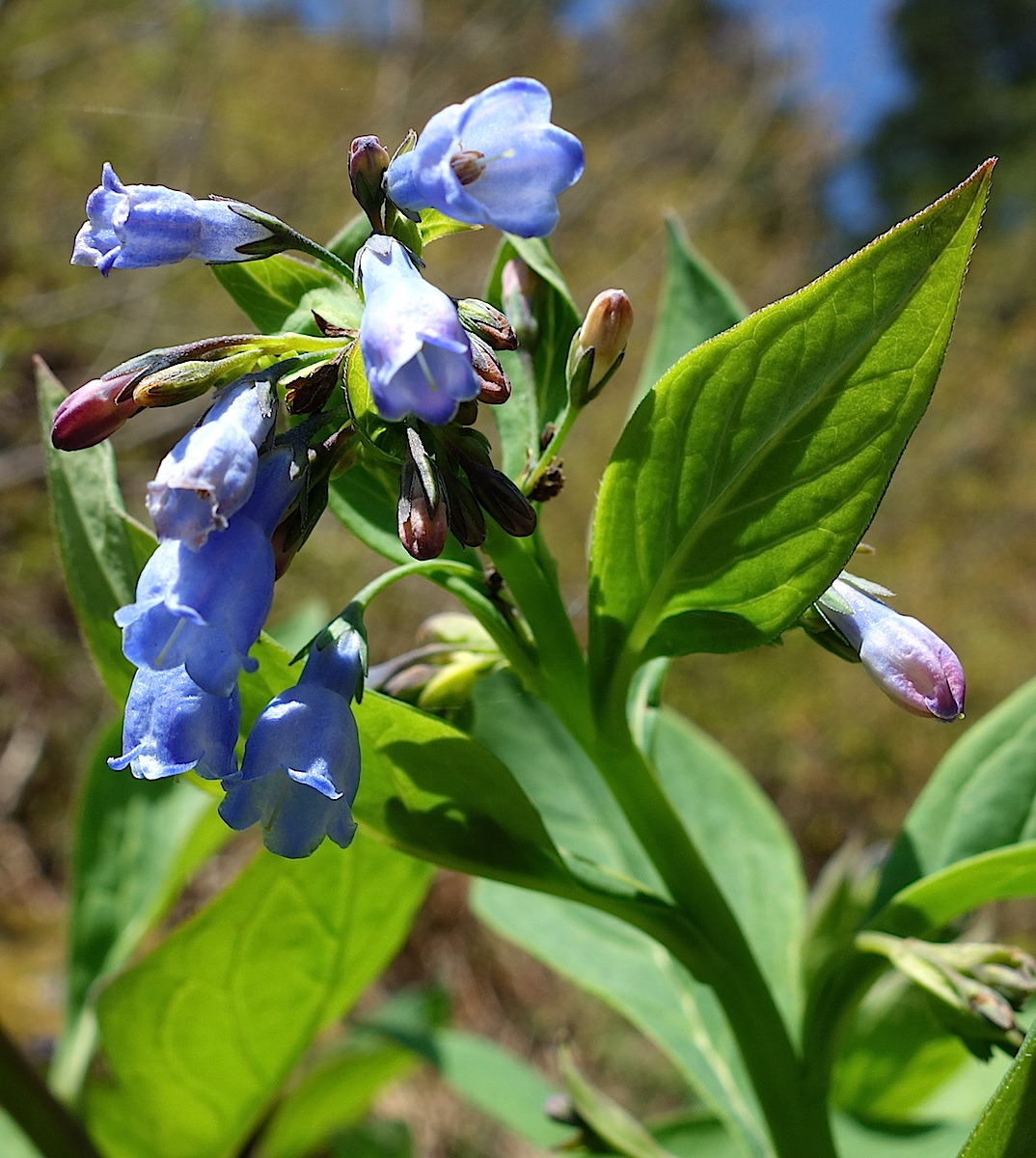 Weekly Wildflower - May 7, 2015
Tall Bluebells (Mertensia paniculata) is the only bluebell found in Mount Rainier National Park, though three other bluebell species can be found in Washington. As its name suggests, Tall Bluebells is the largest of...