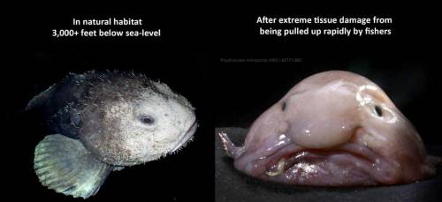 Why are Blob Fish endangered? by E I