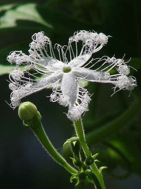 coffeenuts:  ronbeckdesigns:Trichosanthes anguina by ashitaka-f on Flickr 