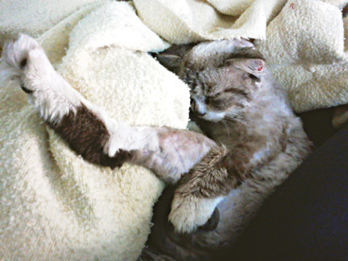 mcllyhoopers:  my cat falls asleep in the adult photos