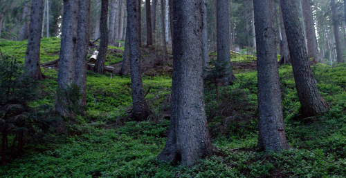 Forest by Simone Riva