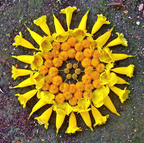 gaksdesigns:  Flower Mandalas by Arizona-based artist Kathy Klein. More here