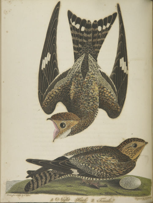 Selections from American ornithology v.05, by Alexander Wilson, 1812.