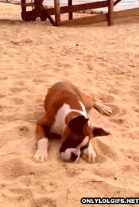 onlylolgifs:   Puppy’s reaction to a lime  