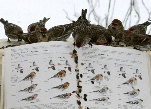 heracliteanfire:Redpolls on pg. 532-33, The Sibley Guide to Birds. (by Scott A. Young)