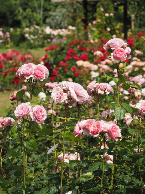 forgottenmorsecode:A sea of roses