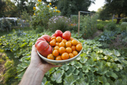 Danbigelowphotography:  More Summer Lovin’ In My Garden!  Tomatoes This Time.
