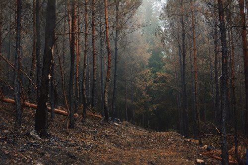 etherealvistas:  Autumn forest (Czech Republic) by   David Charouz ||  Facebook 