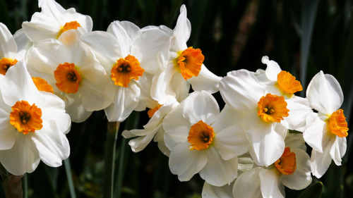 outdoormagic:Daffodils-8369 by glennrossimages on Flickr.
