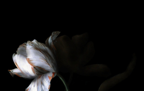 clara–lux:Light Study II after van Huijsum, details(Full v.)