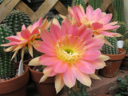 flora-file:  Echinopsis - Eclipse (by epiforums)